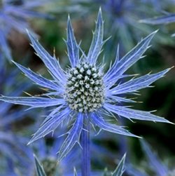 Синеголовник 'Биг Блу' /  Eryngium 'Big Blue'